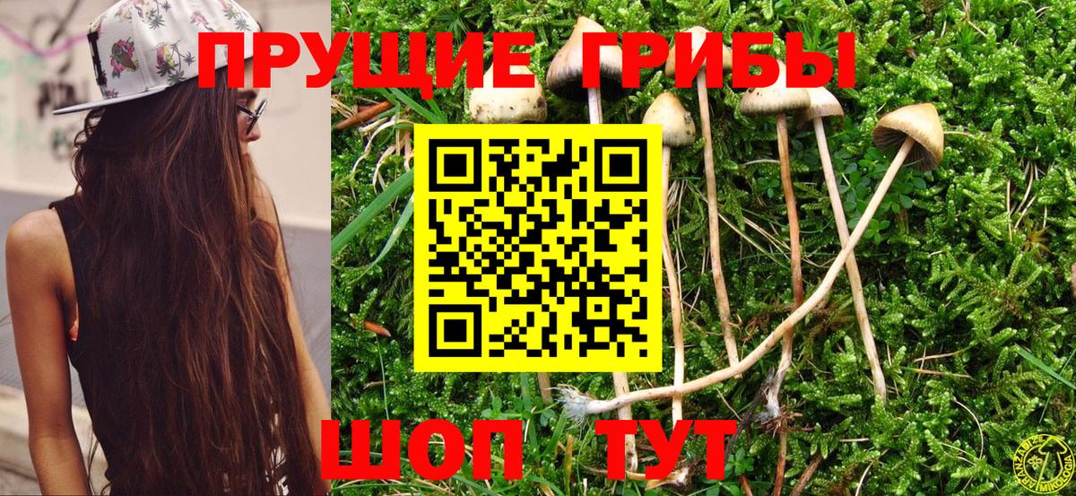 Псилоцибиновые грибы Psilocybine cubensis Евпатория